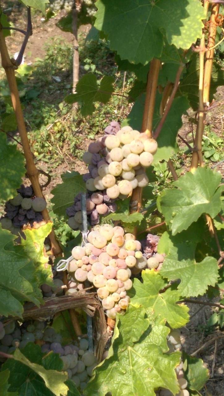 Wein- Und Gaestehaus Genetsch ليزا المظهر الخارجي الصورة